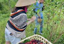 Tại sao đến Tây Ninh NHẤT ĐỊNH phải ghé VƯỜN DÂU TẰM 7 SĂNG một lần? Trải nghiệm "hai trong một" không thể bỏ lỡ! Tại sao đến Tây Ninh NHẤT ĐỊNH phải ghé VƯỜN DÂU TẰM 7 SĂNG một lần? Trải nghiệm "hai trong một" không thể bỏ lỡ!