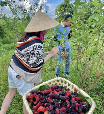 Tại sao đến Tây Ninh NHẤT ĐỊNH phải ghé VƯỜN DÂU TẰM 7 SĂNG một lần? Trải nghiệm "hai trong một" không thể bỏ lỡ!